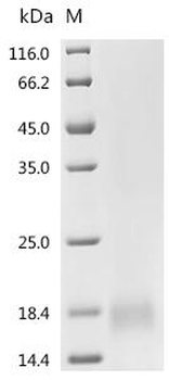 Recombinant Mouse Transcription factor MafF (Maff)