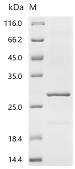 Recombinant Human cytomegalovirus Enhanced green fluorescent protein (egfp)