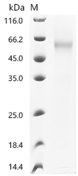 Recombinant Human Dipeptidase 2 (DPEP2)