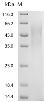 Recombinant Macaca fascicularis Leukemia inhibitory factor (LIF)