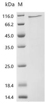 Recombinant Human Tripartite motif-containing protein 43 (TRIM43), Biotinylated