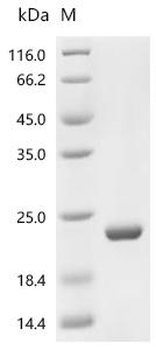 Recombinant Escherichia coli Large ribosomal subunit protein bL12 (rplL)