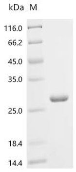Recombinant Human Prostaglandin-H2 D-isomerase (PTGDS) (176-185:TIVFLPQTDK→Missing)