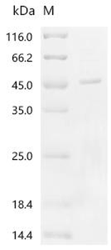 Recombinant Mycobacterium tuberculosis PPE family immunomodulator PPE68 (PPE68)