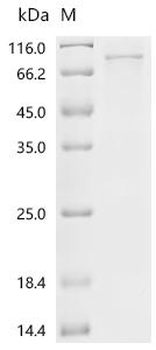 Recombinant Arabidopsis thaliana Protein HAPLESS 2 (HAP2)