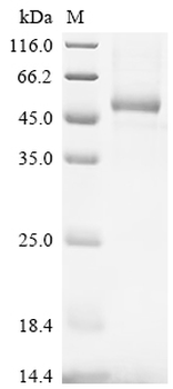 Recombinant Mouse CD40 ligand (Cd40lg), partial (Active)
