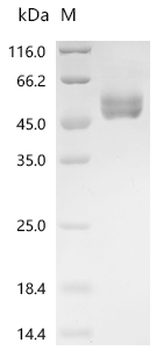Recombinant Human Early activation antigen CD69 (CD69), partial
