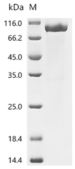 Recombinant Mouse Muscle, skeletal receptor tyrosine-protein kinase (Musk), partial