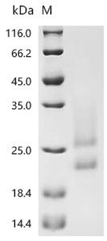 Recombinant Mouse H-2 class II histocompatibility antigen, A-B alpha chain (H2-Aa), partial