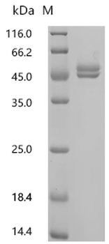 Recombinant Chicken Ovalbumin (SERPINB14)