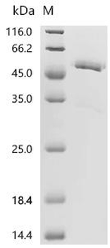 Recombinant Mouse Tumor necrosis factor ligand superfamily member 12 (Tnfsf12), partial