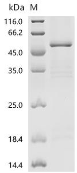 Recombinant Mouse Indian hedgehog protein (Ihh), partial