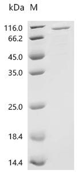 Recombinant Mouse Growth/differentiation factor 9 (Gdf9)