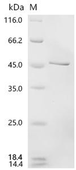 Recombinant Human DDB1-and CUL4-associated factor 1 (DCAF1), partial
