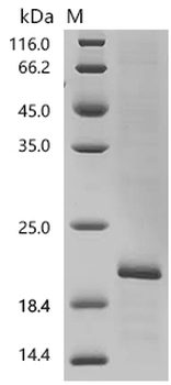 Recombinant Human Histamine H4 receptor (HRH4), partial