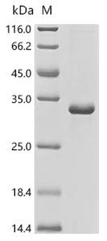 Recombinant Human Testis-expressed protein 101(TEX101)
