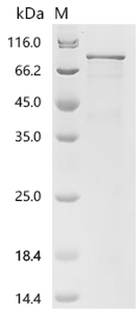Recombinant Human Protein turtle homolog A (IGSF9), partial