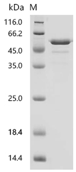 Recombinant Mouse Ras GTPase-activating-like protein IQGAP1 (Iqgap1), partial