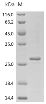 Recombinant Mouse Cytochrome c1, heme protein, mitochondrial (Cyc1), partial