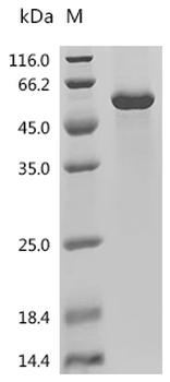 Recombinant Human Adhesion G protein-coupled receptor L3 (ADGRL3), partial