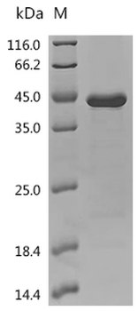Recombinant Human TLR adapter interacting with SLC15A4 on the lysosome (TASL)
