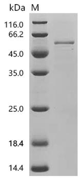 Recombinant Human Transmembrane protease serine 4 (TMPRSS4), partial
