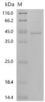 Recombinant Human Prohibitin-2 (PHB2)