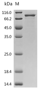 Recombinant Mouse Sarcosine dehydrogenase, mitochondrial (Sardh), partial
