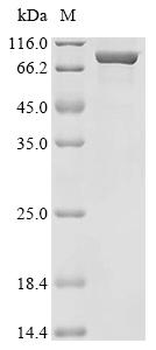Recombinant Mouse Sarcosine dehydrogenase, mitochondrial (Sardh), partial