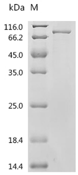 Recombinant Human NACHT, LRR and PYD domains-containing protein 3 (NLRP3) (C279A), partial