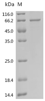 Recombinant Human Extracellular serine/threonine protein kinase FAM20C (FAM20C)