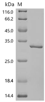 Recombinant Human Oxaloacetate tautomerase FAHD1, mitochondrial (FAHD1)