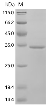 Recombinant Human Transmembrane protease serine 7 (TMPRSS7), partial