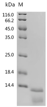 Recombinant Mouse S100a8/S100a9 Heterodimer protein