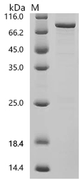 Recombinant Human Polyadenylate-binding protein 1-like (PABPC1L)