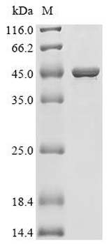 Recombinant Human UMP-CMP kinase 2, mitochondrial (CMPK2)