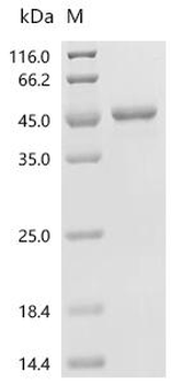 Recombinant Neisseria gonorrhoeae Glyceraldehyde-3-phosphate dehydrogenase (gapA)