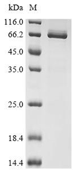 Recombinant Xenopus laevis Bic-C protein (Bic-C) (H140A,S141A), partial