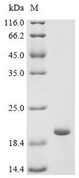 Recombinant Ehrlichia chaffeensis Co-chaperonin GroES (groES)