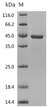 Recombinant Human ELAV-like protein 1 (ELAVL1)
