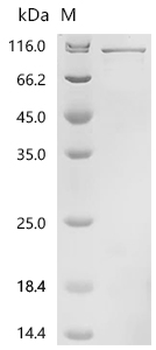 Recombinant Human Striatin-3 (STRN3)