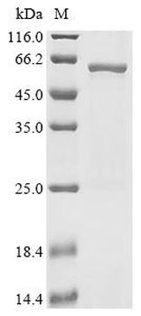 Recombinant Human Mitochondrial-processing peptidase subunit alpha (PMPCA)