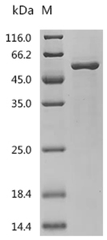 Recombinant Mouse Angiopoietin-related protein 4 (Angptl4)