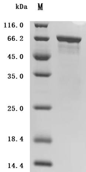 Recombinant Escherichia coli Colicin-Ia (cia) (626:I→I-QGISSRLAWYQQKPEKAPKSLIYARSPWGYYLDS)