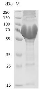 Recombinant Escherichia coli Colicin-Ia (cia) (626:I→I-GFTFSNYAMSWVRQAPGKGLEWVSSQQYNSYPYT)