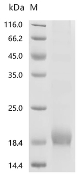 Recombinant Mouse Metallothionein-1 (Mt1)