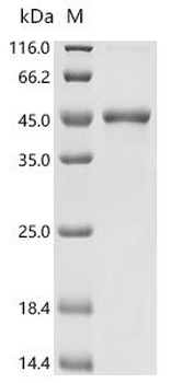 Recombinant Candida albicans Secreted aspartic protease 5 (SAP5)