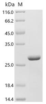 Recombinant Glycine max Stress-induced protein SAM22 (PR-10)