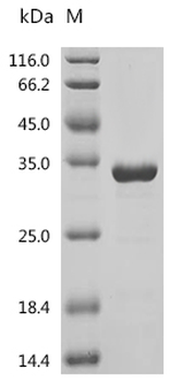 Recombinant Human Heterogeneous nuclear ribonucleoproteins A2/B1 (HNRNPA2B1), partial