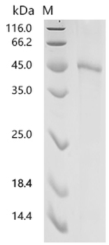 Recombinant Mouse Protein Wnt-7b (WNT7B)